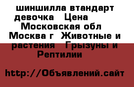 шиншилла втандарт девочка › Цена ­ 500 - Московская обл., Москва г. Животные и растения » Грызуны и Рептилии   